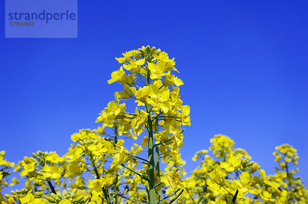 Raps  blühender Raps  Rapsblüte ( Brassica napus)