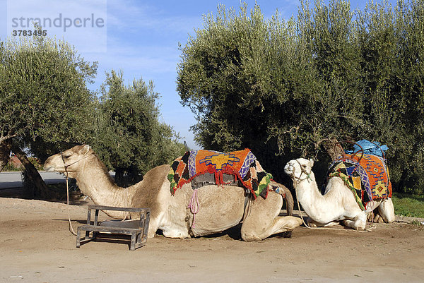 Reitkamele (Camelus dromedarius) in den Menara-Gärten (Jardin Menara)  Marrakesch  Marokko  Afrika