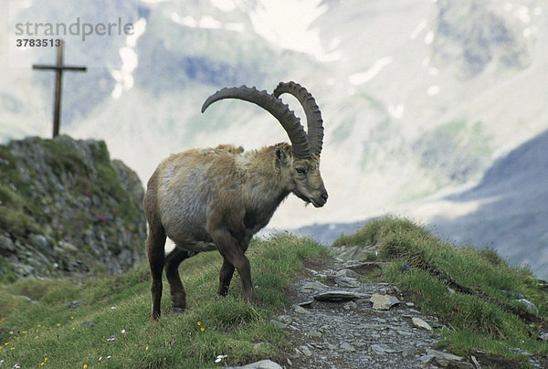 Alpensteinbock Capra ibex Fam- Hornträger im Pitztal- Oesterreich