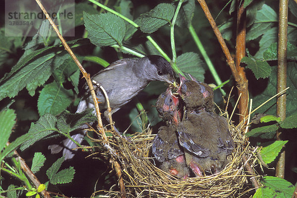 Mönchsgrasmücke (Sylvia atricapilla)  Männchen füttert Jungvögel