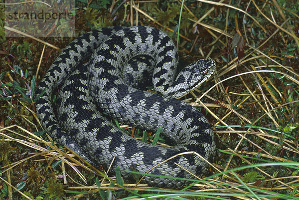 Kreuzotter Vipera berus Fam. Vipern Männchen kurz nach der Häutung.