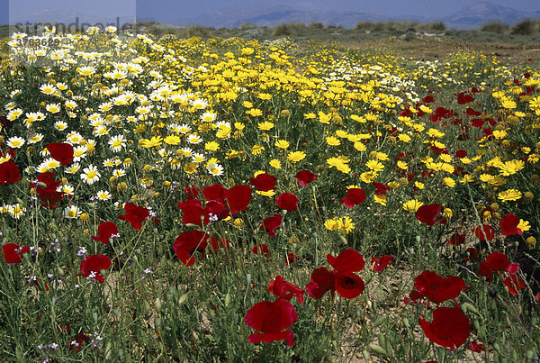 Wiese mit Kronen-Wucherblumen und Klatschmohn  Kos  Griechenland