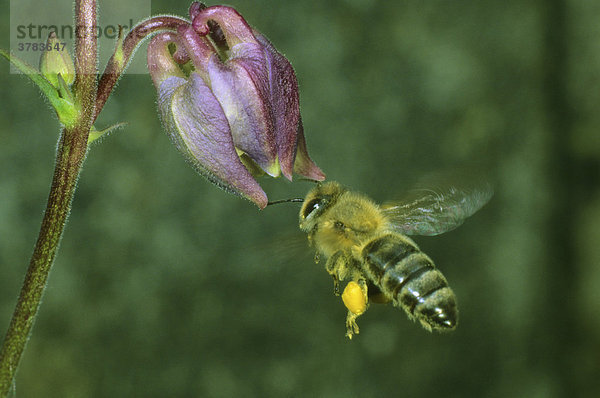 Honigbiene Apis mellifera Fam. Hautflügler beim Anflug auf eine Akeleiblüte