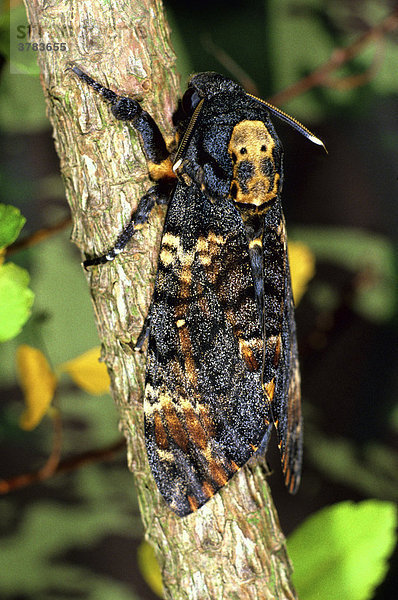 Totenkopfschwärmer (Acherontia atropos)