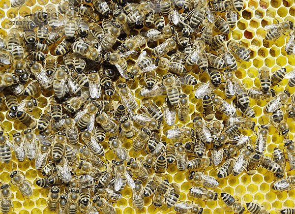 Bienen der Rasse apis melifera ssp. carnica auf frisch ausgebauter Honigwabe naschen vom frischem Blütenhonig