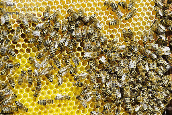 Bienen auf frisch ausgebauter Wabe mit Honigeinlagerung im oberen Bereich  unten vorbereitete Brutzellen