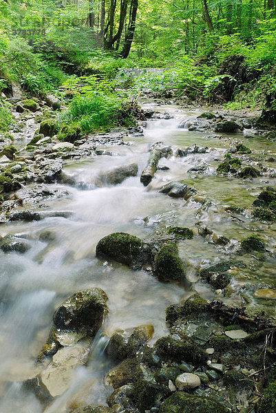 Kalkhaltiger Bergbach mit Tuffablagerungen fließt durch einen Laubwald  Au bei BAd Aibling  Deutschland