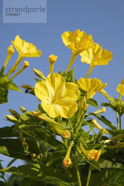 Gelbe Blüten einer Mirabilis jalapa  Solanaceae Wunderblume