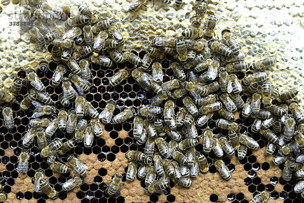 Wabe mit Honigkranz aus gedeckelten Honigzellen und teilweise gedeckelten Brutzellen