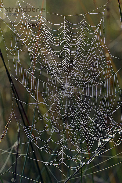 Spinnennetz mit Tautropfen im herbstlichen Moor - Radnetz der Kreuzspinne (Araneus diadematus)