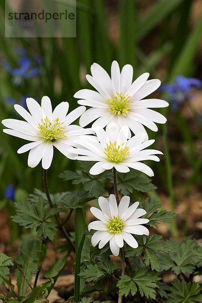 Strahlenanemone Sorte White Splendour - Balkan-Windröschen Sorte White Splendour (Anemone blanda White Splendour)