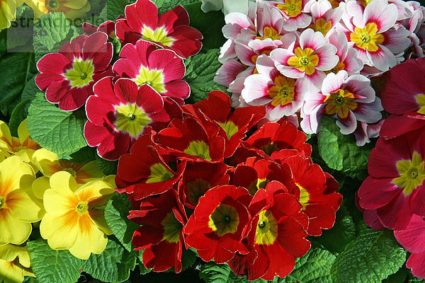 Blühende Kissen-Primeln in bunten Farben - Kultursorten (Primula vulgaris Hybriden)
