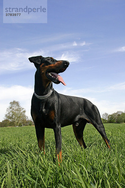 Dobermann - Hunderasse - Rüde steht im Gras