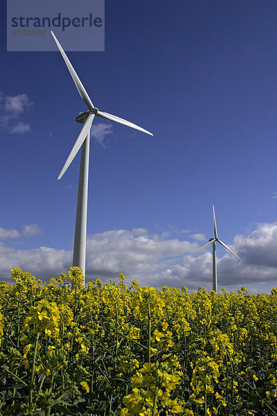 Windräder in blühendem Rapsfeld - Windenergieanlage - Schleswig-Holstein  Deutschland  Europa
