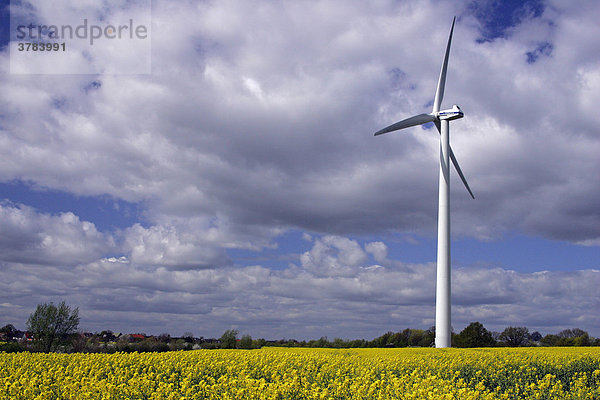 Windrad in blühendem Rapsfeld - Windenergieanlage - Schleswig-Holstein  Deutschland  Europa