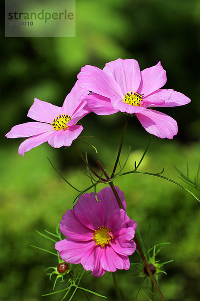 Blühende Kosmee - Fiederblättrige Schmuckblume - Schmuckkörbchen - Cosmea - (Cosmos bipinnatus)