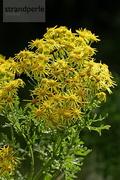 Blühendes Jakobsgreiskraut - Jakobs-Greiskraut - Jakobs-Kreuzkraut - Giftpflanze (Senecio jacobaea)