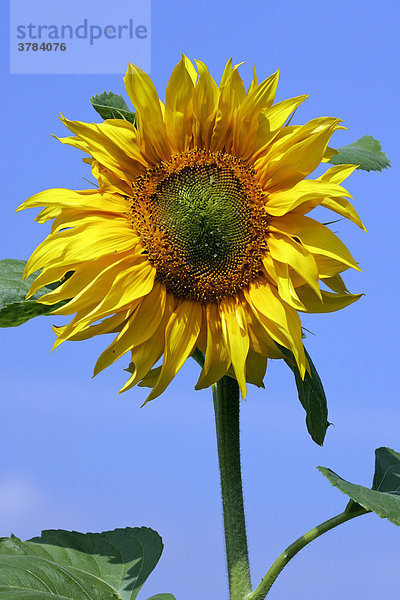 Gewöhnliche Sonnenblume - Blüte vor blauem Himmel - (Helianthus annuus)