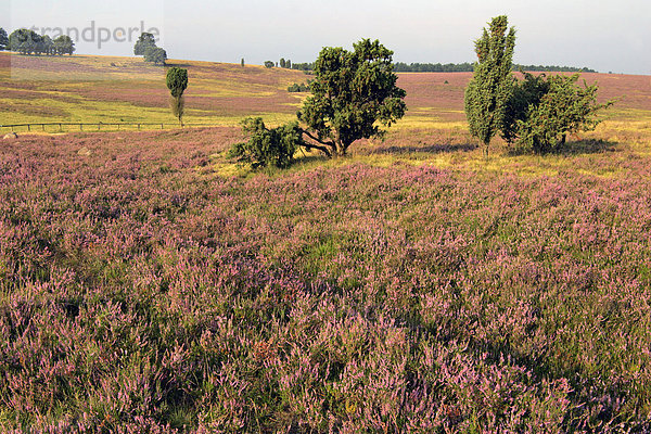 Landschaft mit blühender Heide (Calluna vulgaris) und Wacholder-Sträuchern (Juniperus communis) im Morgenlicht - Heideblüte  Naturpark Lüneburger Heide  Niedersachsen  Deutschland  Europa