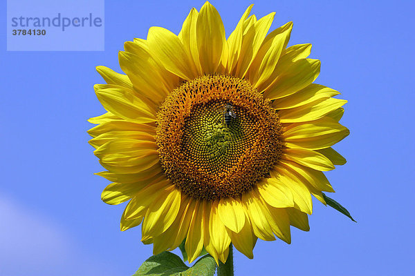 Gewöhnliche Sonnenblume - Blüte - (Helianthus annuus)