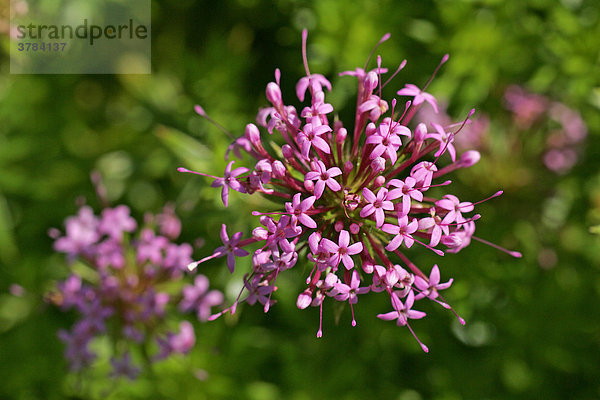 Baldriangesicht - Rosenwaldmeister - Blüten von oben - (Phuopsis stylosa)