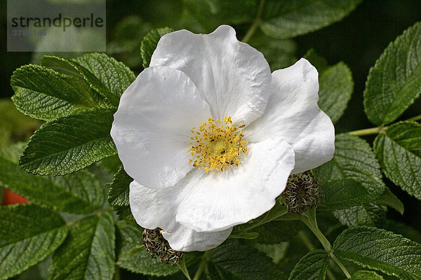Weissblühende Runzel-Rose - Kartoffelrose - weisse Blüte close up (Rosa rugosa)