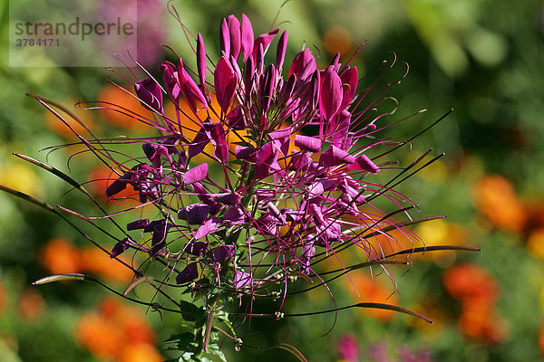 Blühende Spinnenblume (Cleome spinosa)