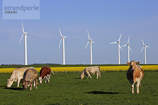 Windräder mit grasenden Kühen und blühendem Rapsfeld - Windenergieanlage - Windkraft - Windkraftanlagen - Nordfriesland Schleswig-Holstein Deutschland Europa