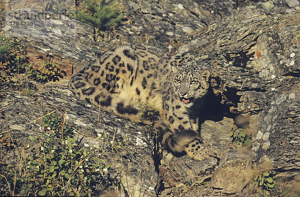Schneeleopard (Uncia uncia) liegt gut getarnt in einem Felsen