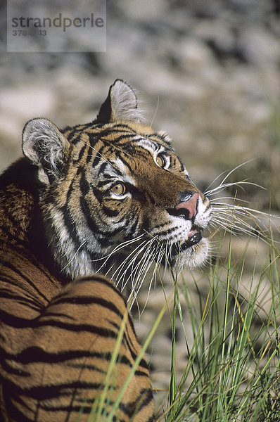 Portrait eines sibirischen Tiger (Panthera tigris altaica)