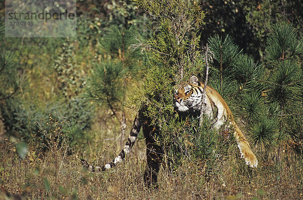 Sibirischer Tiger (Panthera tigris altaica) juckt sich an einem Busch