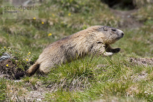 Alpenmurmeltier (Marmota marmota) rennt über eine Wiese  Nationalpark Hohe Tauern  Österreich