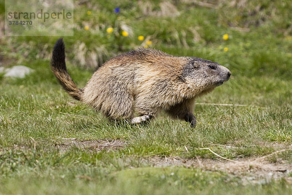 Alpenmurmeltier (Marmota marmota) rennt über eine Wiese  Nationalpark Hohe Tauern  Österreich