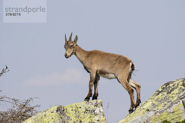 Junger Steinbock (Capra ibex) steht auf Felsen  Berner Oberland  Schweiz