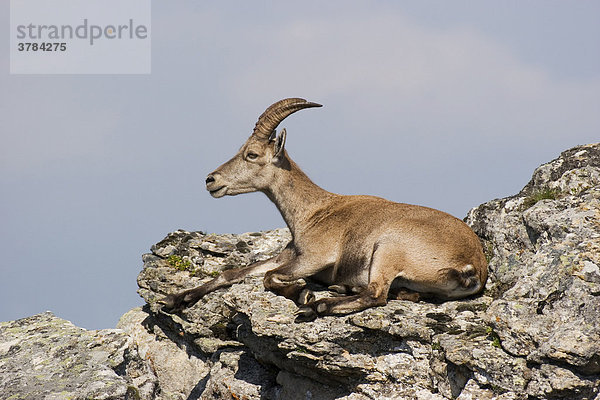 Steinbock (Capra ibex) liegt auf Felsen  Bernese Oberland  Schweiz