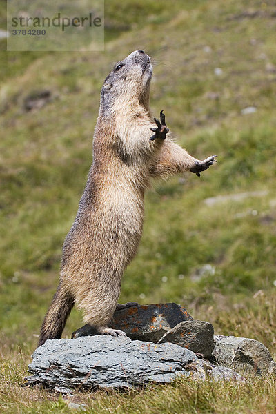 Alpenmurmeltier (Marmota marmota) steht auf den Hinterpfoten  Nationalpark Hohe Tauern  Österreich