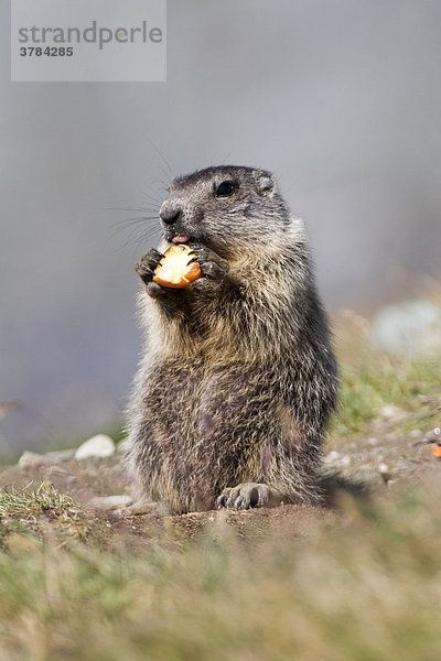 Junges Alpenmurmeltier (Marmota marmota) frisst einen Apfel  Nationalpark Hohe Tauern  Österreich