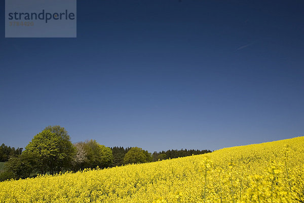 Bayerische Landschaft mit Rapsfeld