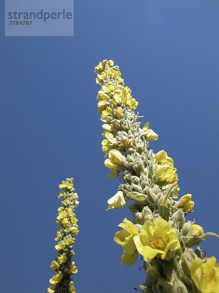 Gelbe Blüten Königskerze