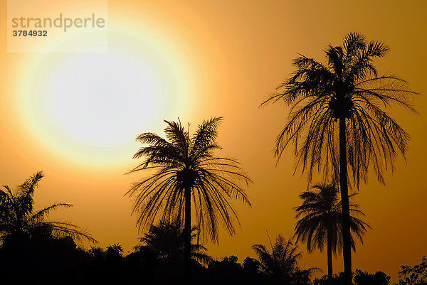 Sonnenuntergang vor Palmen  The Gambia  Afrika