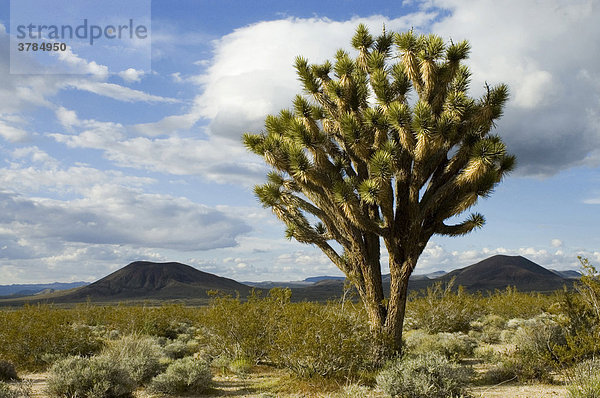 Baum-Yucca (Yucca brevifolia) und Aschekegel East Mojave National Scenic Area Kalifornien USA
