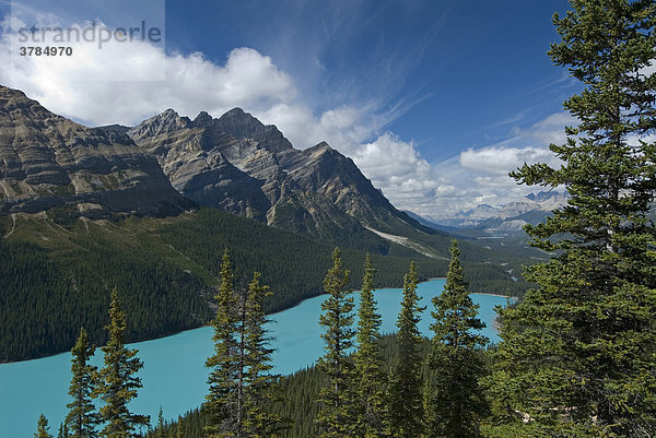 Blick auf die bewaldeten Ufer des Peyto Lake und das Bow Valley mit dem Mount Patterson im Hintergrund  Waputik Mountains  Banff Nationalpark  Alberta  Kanada