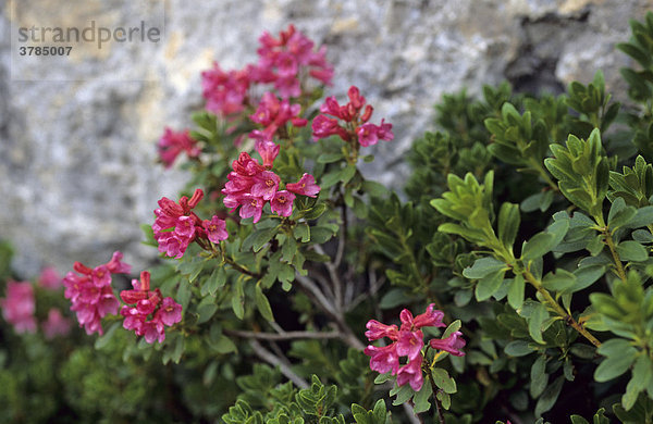Rostroter Almrausch Rhododendron ferrugineum
