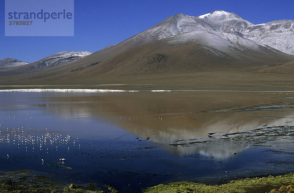 Chilenische Flamingos Phoenicopterus chilensis in der Laguna Colorada  Potosi  Bolivien