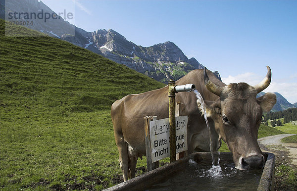 Kuh trinkt aus Brunnen Schwägalp / Schweiz / Kanton Appenzell