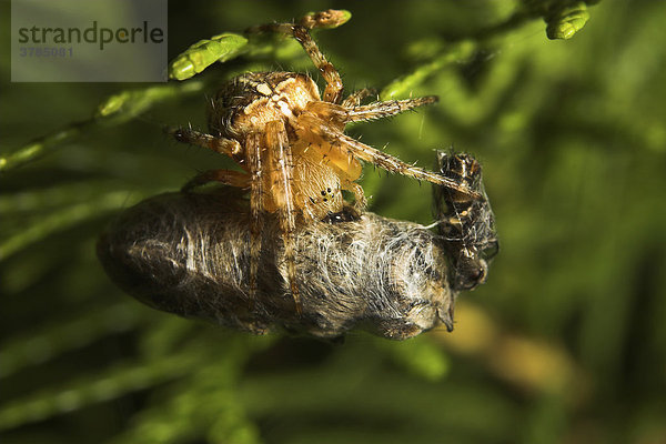 Kreuzspinne frisst an eingewebter Wespe