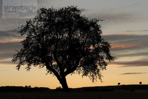 Alter Obstbaum im Gegenlicht nach einem Sonnenuntergang  Baden-Württemberg  Deutschland  Europa.