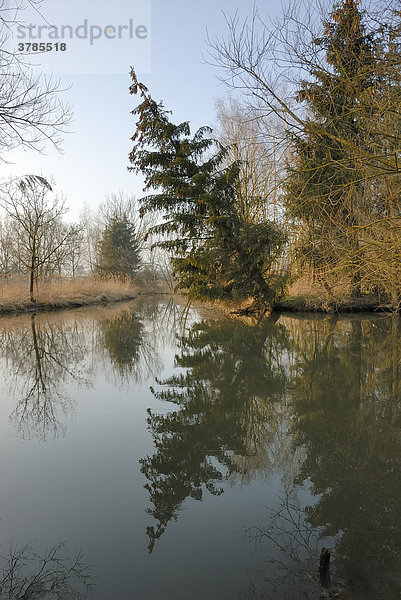 Altwasser mit geneigtem Baum und Spiegelung in der Schmutter bei Augsburg  Bayern  Deutschland