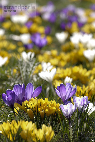 Blühende Krokusse - Frühlingskrokusse auf einer Wiese - Krokuswiese (Crocus vernus).