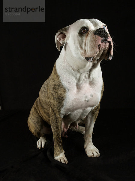 Amerikanische Bulldogge  Tierportrait